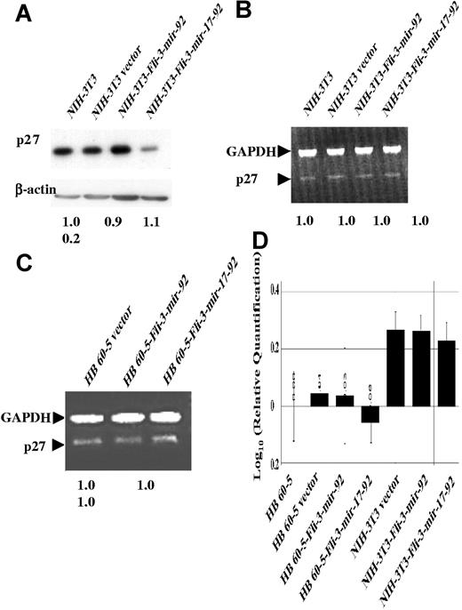 Figure 5. p27 protein is down-regulated in the Fli-3–infected cells. (A) Protein isolated from NIH-3T3 cells infected with either Fli-3-mir-17–92, Fli-3-mir-92, or empty vector was subjected to Western blot analysis using p27 antibody. The intensity of NIH3T3 band was used as control (1.0). (B,C) RNA isolated from NIH-3T3 cells or HB60–5 cells infected with either Fli-3-mir-17–92, Fli-3-mir-92, or vector was subjected to PCR analysis using the primers for both p27 and GAPDH. The intensity of NIH3T3 (B) or HB60–5 vector (C) band was used as control (1.0). Mean fold changes are shown at the bottom. (D) RNA isolated from NIH-3T3 cells and HB60–5 cells infected with either Fli-3-mir-17–92, Fli-3-mir-92, or vector control was subjected to real-time PCR analysis using the primers for both p27 and GAPDH. The expression of p27 in HB60–5 cells was used for calibration. Error bars are SD.