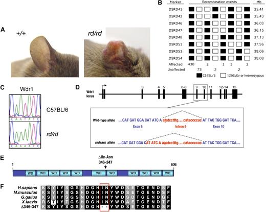 Figure 1. Identification of an N-ethyl-N-nitrosourea–induced mutation in Wdr1 causing spontaneous inflammation and thrombocytopenia. (A) Typical ear lesion observed in mice homozygous for the redears mutation at 6 months of age. A full histopathologic survey of major organs detected no other gross abnormalities. (B) Haplotype panel summarizing 521 meiotic events generated by outcrossing rd to 129S6/SvEv and collecting progeny from subsequent intercross and backcross matings. The final candidate interval for rd, defined by D5RD47 and D5RD51, was 1.81 Mb. (C) Electropherograms of DNA sequence from the Wdr1 exon 9/intron 9 splice boundary showing the presence of a T-to-A transversion in the second nucleotide of the splice donor in homozygous rd mice. (D) Schematic of the Wdr1 locus, with splicing of intron 9 indicated by dashed lines. The mutated nucleotide in intron 9 is underlined. Wdr1 intron 9 is a noncanonical AT–AC intron, a rare (0.036%) class of intron whose intron splice donor and acceptor dinucleotide sequences are AT and AC, respectively. AT–AC intron splice donors possess a highly conserved consensus sequence, ATATCCT, and the rd mutation affects the second nucleotide of this consensus. This causes activation of a cryptic AT–AC splice donor consensus, ATATCAA, present 6 bp upstream in exon 9, producing a transcript containing a 6-bp in-frame deletion. This transcript was identified in the bone marrow and spleen of Wdr1rd/rd mice. (E) Domain structure of Wdr1. The protein comprises 11 WD40 repeats, which, from studies of Aip1 in yeast and C. elegans, are predicted to form 2 beta-propellers. The location of the 2 residues deleted in the mutant rd Wdr1 protein is indicated. (F) Amino acid sequence of Wdr1/Aip1 at the carboxy terminus of the sixth WD40 repeat. The sequence of the mutant rd Wdr1 protein, which lacks the highly conserved isoleucine and asparagine residues, is shown.