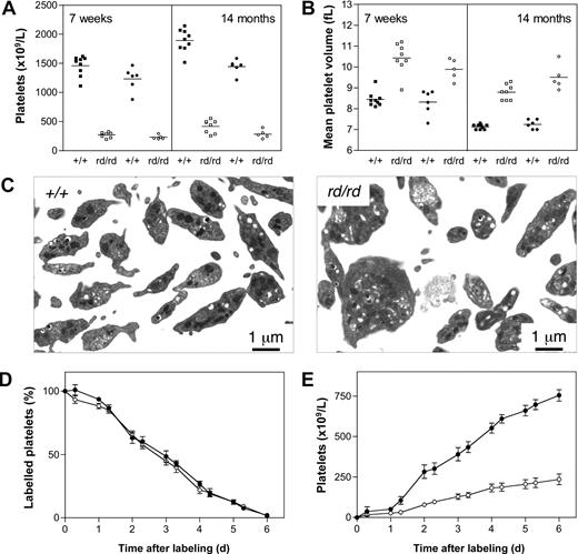 Figure 4. Defective platelet production in Wdr1rd/rd mice. (A) Thrombocytopenia in Wdr1rd/rd mice at 7 weeks and 14 months of age. Individual male (■+/+, □ rd/rd) and female (●+/+, ○ rd/rd) mice are shown. Platelet counts for males at 7 weeks of age were Wdr1+/+ 1460 (± 172) vs. Wdr1rd/rd 271 (± 45); at 14 months of age Wdr1+/+ 1892 (± 194) vs. Wdr1rd/rd 417 (± 113). Platelet counts for females at 7 weeks of age were Wdr1+/+ 1232 (± 202) vs. Wdr1rd/rd 230 (± 37); at 14 months of age Wdr1+/+ 1442 (± 123) vs. Wdr1rd/rd 283 (± 73). Horizontal bars indicate the mean. (B) Elevated mean platelet volume in Wdr1rd/rd mice. The platelet counts and MPV values shown in (A,B) were calculated in the same cohort of mice, aged specifically for the purpose. Data from unrelated C57BL/6 control animals bled on the same days as these mice indicate that machine drift over the intervening 12 months was primarily responsible for the decrease in baseline MPV observed. Horizontal bars indicate the mean. (C) Transmission electron microscopy of blood platelets. Platelets from Wdr1rd/rd mice exhibit dramatic morphologic abnormalities characterized by increased size, loss of discoid shape, and the irregular distribution of granules and microtubule coil. (D) Platelet clearance rates are unaffected in Wdr1rd/rd mice. N-hydroxysuccinimide-biotin was injected intravenously and the disappearance of labeled platelets and emergence of labeled platelets were measured twice daily. (E) Platelet production rates are markedly reduced in Wdr1rd/rd mice. Absolute number of unlabeled platelets was calculated by multiplying % unlabeled platelets by total circulating platelet count at each time point. Data shown in panels D and E represent mean (± standard deviation); n equals 8 female mice per genotype (● +/+, ○ rd/rd). Subsequent studies with male mice produced similar results (data not shown). The ordinate of panel E refers to the number of unlabeled platelets in the circulation. Because biotin labeling levels of between 72% and 96% were achieved, the data shown have been normalized to reflect the fact that a population of unlabeled platelets existed at time 0. Hence, the normalized mean platelet count shown at day 6 for wild-type mice is 754 (± 87) × 109/L. Actual mean platelet counts at day 6 were 953 (± 81) × 109/L, Wdr1+/+; 287 (± 97) × 109/L, Wdr1rd/rd.