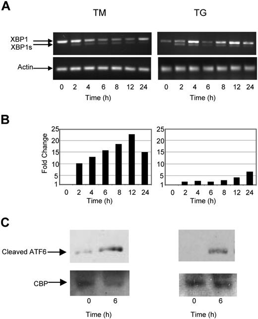 Figure 1. The ER stress response is initiated in myeloma cells by tunicamycin (TM) and thapsigargin (TG). (A) Treatment of myeloma cells over a 24-hour period with TM- or TG-induced splicing of XBP1, as determined by reverse-transcription polymerase chain reaction (PCR). (B) Levels of the proapoptotic factor CHOP were determined by real-time Taqman PCR. (C) Immunoblotting of nuclear fractions of cell lysates demonstrated an increase in cleaved ATF6α. Representative cell line data on U266 are shown. All experiments were repeated in triplicate.