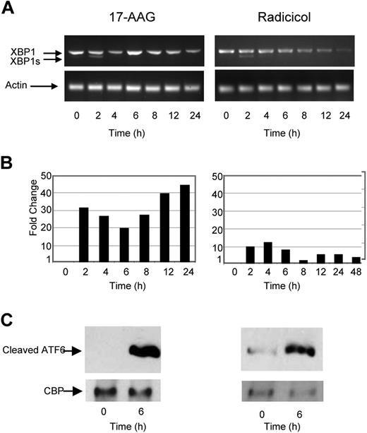Figure 2. The Hsp90 inhibitor 17-AAG and radicicol induce ER stress in myeloma cells. (A) Treatment of myeloma cells over a 24-hour period with 17-AAG or radicicol-induced splicing of XBP1, as demonstrated by reverse-transcription PCR. (B) Levels of the proapoptotic factor CHOP were determined by real-time Taqman PCR. (C) Immunoblotting of nuclear fractions of cell lysates demonstrated an increase in cleaved ATF6α. Representative cell line data on U266 are shown. All experiments were repeated in triplicate.