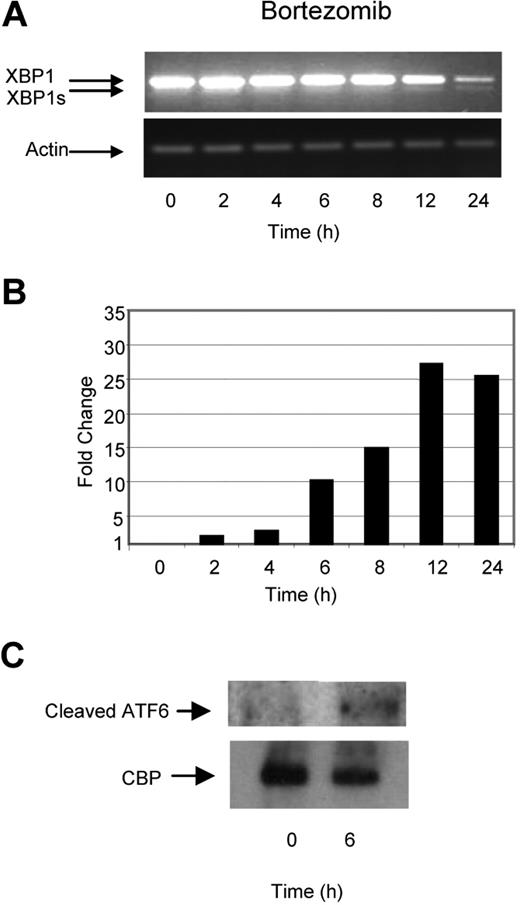 Figure 3. Bortezomib, in contrast to Hsp90 inhibitors or TM and TG, exhibits a delayed ability to splice XBP1 and induces a progressive transcriptional upregulation of CHOP. (A) Treatment of myeloma cells over a 24-hour period with bortezomib induced late splicing of XBP1, as demonstrated by reverse-transcription PCR. (B) Levels of the proapoptotic factor CHOP were determined by real-time Taqman PCR. (C) Immunoblotting of nuclear fractions of cell lysates demonstrated the increase in cleaved ATF6α. Representative cell line data on U266 are shown. All experiments were repeated in triplicate.