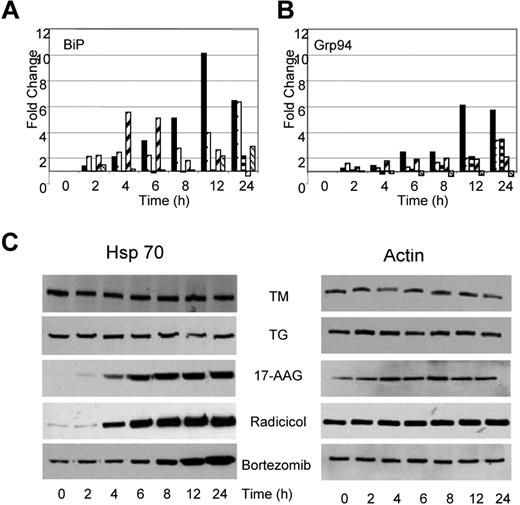Figure 5. Drugs capable of inducing ER stress have contrasting effects on Hsp70 expression. (A) Alterations in expression levels of BiP and Grp94 transcripts occur in response to all drugs (■, TM; □, TG; , 17-AAG; , Radicicol; , Bortezomib). (B) Upregulation of Hsp70 occurs in response to Hsp90 and proteasome inhibitors but not in response to inhibitors of protein glycosylation (TM) or the SERCA pump (TG). U266 cells treated, as indicated, with the Ic50 doses of drugs were lysed and analyzed by immunoblotting.