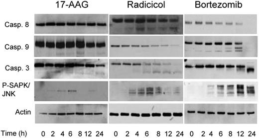 Figure 6. Inhibitors of Hsp90 and the proteasome result in different caspase cleavage patterns. Cells were treated with the IC50 doses of each inhibitor (17-AAG, 5 μM; radicicol, 10 μM, and bortezomib, 8 nM) for a 24-hour treatment period, lysed and samples analyzed by immunoblotting. Representative cell line data on U266 are shown. All experiments were repeated in triplicate.