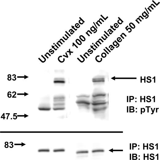 Figure 1. Effect of GPVI activation on tyrosine phosphorylation of HS1. Washed and aspirin-treated platelets were stimulated with convulxin (Cvx) or collagen for 30 seconds at 37°C as indicated. HS1 was immunoprecipitated (IP) as described, and the samples were analyzed for tyrosine phosphorylation (pTyr) by Western blotting (IB) using the monoclonal phosphotyrosine (4G10) antibody. Equal lane loading was assured by probing the samples with the HS1 antibody. The Western blot shown is representative of experiments performed using platelets from 3 different donors.