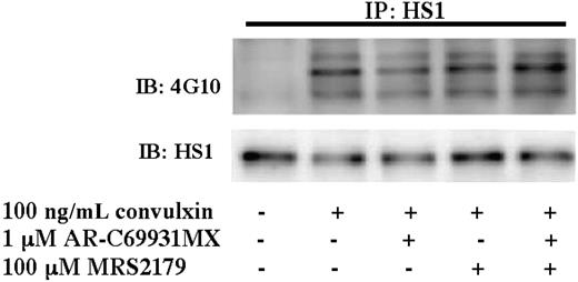 Figure 2. Role of ADP-receptor antagonists in the tyrosine phosphorylation of HS1. Aspirin-treated and washed human platelets were stimulated with 100 ng/mL convulxin in the presence or absence of MRS2179 (10 μM), AR-C69931MX (100 nM), or both at 37°C, and the reaction was stopped by adding 2× cell lysis buffer. The stimulation time for convulxin was 30 seconds. HS1 was immunoprecipitated (IP) as described, and the samples were analyzed for tyrosine phosphorylation by Western blotting (IB) using the monoclonal phosphotyrosine (4G10) antibody. The Western blots shown are representative of experiments performed using platelets from 3 different donors.