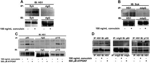 Figure 3. HS1 associates with Syk and PI3Ks after receptor stimulation. Aspirin-treated and washed human platelets were stimulated with agonist at 37°C for 30 seconds. (A-B) Syk kinase (A) or HS1 (B) was immunoprecipitated (IP) as described in “Materials and methods, Immunoprecipitation and Western blot analysis,” and the samples were analyzed for HS1 (A) or Syk (B) by immunoblotting (IB). Rabbit IgG (rIgG) or mouse IgG (mIgG) was used as a control. (C,D) PI3K subunits p85 and p110 (C) or HS1 (D) were immunoprecipitated as described, and the samples were analyzed for HS1 (C) or p85 and p110 (D) by immunoblotting. A negative control with immunoprecipitated normal IgG (mouse or rabbit) was analyzed for comparison. The Western blots shown are representative of experiments performed using platelets from 3 different donors.
