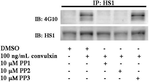 Figure 4. Role of Src-family tyrosine kinases in the tyrosine phosphorylation of HS1. Aspirin-treated and washed human platelets were stimulated with 100 ng/mL convulxin in the presence or absence of PP1 (10 μM), PP2 (10 μM), or the control compound PP3 (10 μM) at 37°C, and the reaction was stopped by adding 2× cell lysis buffer. Dimethyl sulfoxide (DMSO) was used as a vehicle control. The stimulation time for convulxin was 30 seconds, and the incubation time for PP1, PP2, and PP3 was 10 minutes at 37°C. HS1 was immunoprecipitated (IP) as described, and the samples were analyzed for tyrosine phosphorylation by Western blotting (IB) using the monoclonal phosphotyrosine (4G10) antibody. The Western blots shown are representative of experiments performed using platelets from 3 different donors.