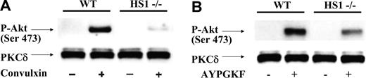 Figure 7. Effect of HS1 deficiency on agonist-induced Akt phosphorylation. Washed platelets from wild-type and HS1-deficient mice were stimulated with either convulxin (A) or AYPGKF (B) for 1 minute, and Western blot analysis of serine-phosphorylated Akt (Ser473) was performed on total cell lysates. PKCδ was used as a lane-loading control. The data are representative of at least 3 different experiments.