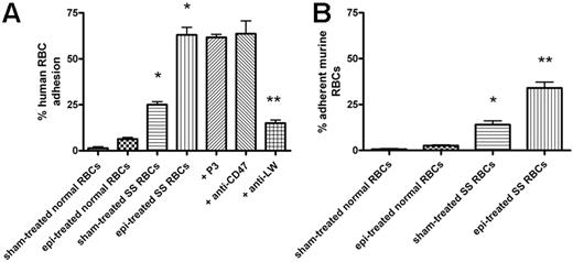 Figure 1. Epinephrine induces increased human and murine SS RBC adhesion to murine EOMA cells in vitro. Results are presented as percent adherent RBCs at a shear stress of 2 dynes/cm2; error bars show SEM of 3 different experiments. RBCs were sham treated or stimulated with 20 nM epinephrine (epi) for 1 minute. (A) Human RBCs: Inhibition of adhesion with antibody was performed as described in “Materials and methods.” *P < .001 compared with sham-treated normal RBCs; **P < .001 compared with epi-treated SS RBCs. (B) Murine normal and SS RBC adhesion: *P < .01 compared with sham-treated normal RBCs; **P < .001 compared with sham-treated SS RBCs.