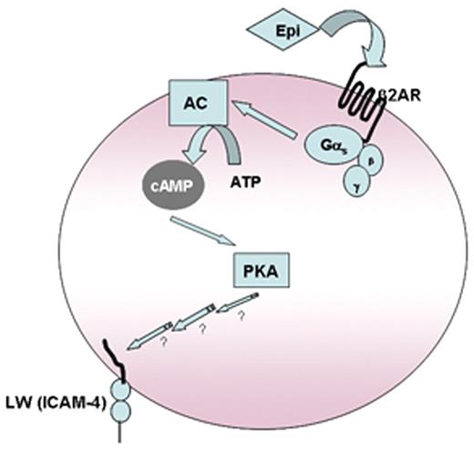 Figure 7. Model of SS RBC activation by epinephrine. We previously demonstrated that stimulation of ARs by epi affects downstream events via AC through activation of Gαs protein complex. Increased intracellular cAMP as a result of activation of AC leads to activation of PKA, which acts as a downstream effector to up-regulate SS RBC adhesion mediated by activation of LW, which becomes phosphorylated and preferentially recognizes the endothelial αvβ3 integrin. We now propose that epinephrine acts via stimulation of RBC β2-ARs and leads to activation of LW to interact with both endothelial cells as well as leukocytes.