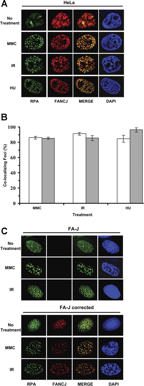 Figure 2. DNA damage-inducible colocalization of FANCJ helicase and RPA. (A) HeLa cells were treated with the DNA-damaging agents MMC (500 ng/mL) or hydroxyurea (2 mM) or exposed to 10 Gy IR as described in “Immunofluorescence cellular localization studies” After fixation and permeabilization, cells were incubated with anti-RPA (green) and anti-FANCJ (red) antibodies. After treatment with MMC, hydroxyurea, or IR, RPA localizes in nuclear foci that coincide with FANCJ foci as shown in the overlapped images. The yellow color results from the overlapping of the red and green foci in the merged images. In control untreated cells, RPA and FANCJ staining is diffuse. (B) Quantitation of FANCJ-RPA colocalizing foci as described in panel A. Percentages of RPA foci colocalizing with FANCJ are represented □, and percentages of FANCJ foci colocalizing with RPA are represented (▩). Experimental data are the mean of at least 3 independent experiments with standard deviations indicated by error bars. (C) FA-J vector and FA-J corrected cells were treated with the indicated DNA-damaging agents and processed for immunofluorescence as described above.