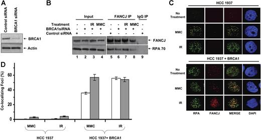 Figure 5. Effect of BRCA1 deficiency on the DNA damage-inducible association of FANCJ and RPA in BRCA1-deficient cells. (A) siRNA depletion of BRCA1. WCE of HeLa cells transfected with control or BRCA1 siRNA were probed using an antibody against BRCA1. Actin serves as a loading control. (B) WCEs were prepared from control siRNA or BRCA1 siRNA HeLa cells that were untreated or exposed to IR (10 Gy) or MMC (500 ng/mL) as indicated and immunoprecipitated with FANCJ antibody. The blot was probed with rabbit anti-FANCJ (top) and mouse anti-RPA70 (bottom) antibodies. (C) HCC 1937 cells form RPA but not FANCJ DNA damage-inducible foci. BRCA1 mutant HCC 1937 or reconstituted cells were treated with the DNA-damaging agent MMC (500 ng/mL) or exposed to 10 Gy IR as described in “Immunofluorescence cellular localization studies.” After fixation and permeabilization, cells were incubated with anti-RPA (green) and anti-FANCJ (red) antibodies. (D) Quantitation of FANCJ-RPA colocalizing foci as described in panel C. Percentages of RPA foci colocalizing with FANCJ are represented (□). Percentages of FANCJ foci colocalizing with RPA are represented (▩). Experimental data are the mean of at least 3 independent experiments with SD indicated by error bars.