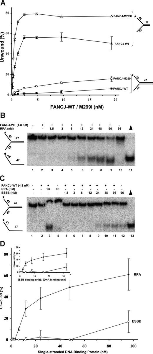 Figure 6. Limited unwinding reaction catalyzed by FANCJ is stimulated by RPA. (A) FANCJ helicase catalyzes a limited unwinding reaction. Helicase assays were as described,14 using the indicated concentrations of FANCJ-WT or FANCJ-M299I and forked duplex DNA substrates of 22 bp and 47 bp. Incubation was at 30°C for 15 minutes. Reaction products were analyzed by nondenaturing gel electrophoresis. Quantitation of results from helicase assays with standard deviations indicated by error bars. FANCJ-WT, 22 bp, ▲; FANCJ-M299I, 22 bp, △; FANCJ-WT, 47 bp, ■; FANCJ-M299I, 47 bp, □. Percentage of displacement is expressed as a function of FANCJ-WT or FANCJ-M299I protein concentration. (B-D) Stimulation of FANCJ-WT helicase activity by RPA. FANCJ-WT protein (4.8 nM) was incubated with the 47-bp forked duplex in the presence of the indicated concentrations of RPA heterotrimer (B) or ESSB homotetramer (C) under standard helicase reaction conditions. Incubation was at 30°C for 60 minutes. (D) Quantitation of results from helicase assays with SD indicated by error bars. Percentage of displacement is expressed as a function of single-stranded DNA-binding protein concentration (RPA heterotrimer or ESSB homotetramer). (Inset) Quantitation of results with percentage of displacement expressed as a function of the ratio (SSB binding unit)/(DNA-binding unit).