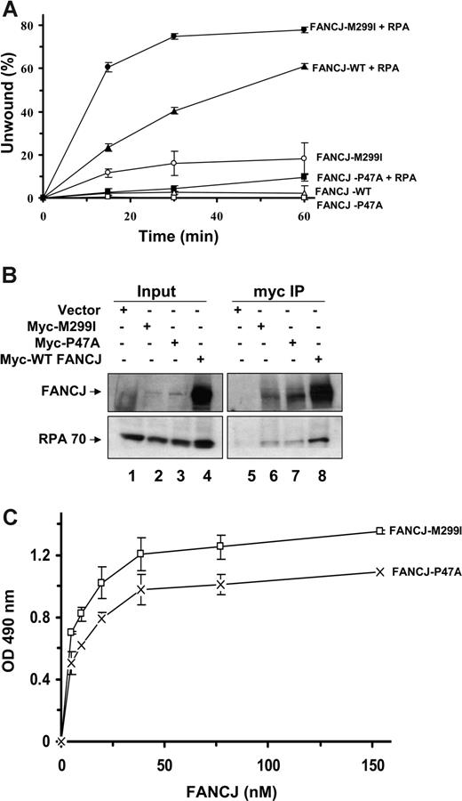 Figure 7. Kinetic analyses of DNA unwinding of the 47-bp forked duplex DNA substrate by FANCJ-WT or FANCJ polymorphic variants in the presence of RPA or ESSB. (A) FANCJ-WT (4.8 nM) or its associated variants (FANCJ-M299I or FANCJ-P47A) was incubated with the 47-bp forked duplex in the absence or presence of 24 nM RPA heterotrimer under standard helicase reaction conditions. Incubation was at 30°C for the indicated times. Quantitation of results from helicase assays with SD are indicated by error bars. FANCJ-WT (△); FANCJ-WT + RPA (▲); FANCJ-M299I (○); FANCJ-M299I + RPA (●); FANCJ-P47A (□); FANCJ-P47A + RPA (■).(B) Coimmunoprecipitation of FANCJ (FANCJ) sequence variants with RPA. FA-J cells were transiently transfected with plasmid DNA encoding Myc-tagged FANCJ-WT, FANCJ-M299I, or FANCJ-P47A, and WCEs were used for coimmunoprecipitation experiments using FANCJ antibody. The blot was probed with rabbit anti-FANCJ (top) and mouse anti-RPA (bottom) antibodies. Input represents 15% of WCE input for coimmunoprecipitation experiments. (C) RPA directly binds to FANCJ variants. RPA (96 nM heterotrimer) was coated onto the ELISA plate. After blocking with 3% BSA, the wells were incubated with increasing concentrations of purified recombinant FANCJ-M299I or FANCJ-P47A protein (0-150 nM) for 60 minutes at 37°C. Wells were aspirated and washed 3 times, and bound FANCJ protein was detected by ELISA using a rabbit polyclonal antibody against FANCJ.