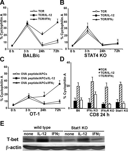 Figure 1. IL-12 induces IFNγ-independent T-bet expression in CD8 T cells. Cells (5 × 105/mL) were stimulated, and real-time PCR for T-bet expression was normalized and expressed as percentage relative to cyclophilin A. (A) BALB/c CD8 T cells were stimulated by anti-CD3 plus anti-CD28 mAbs in combination with IL-12 or IFNγ for 3, 24, or 72 hours. (B) Stat4-deficient CD8 T cells were used. (C) OT1 CD8 T cells were stimulated with OVA peptide (5 μg/mL) and purified B cells as APCs in combination with IL-12 or IFNγ for 3, 24, or 72 hours. (D) C57BL/6 wild-type, IFNγ-deficient, IFNγR-deficient, or Stat1-deficient CD8 T cells were stimulated with anti-CD3 plus anti-CD28 mAbs in combination with IL-12 or IFNγ for 24 hours. (E) Western blotting of T-bet expression was performed on wild-type or Stat1-deficient CD8 T cells stimulated with anti-CD3 plus anti-CD28 mAbs in combination with IL-12 or IFNγ for 24 hours. Data shown are one representative of 3 independent experiments; standard errors of PCR triplicates are shown.