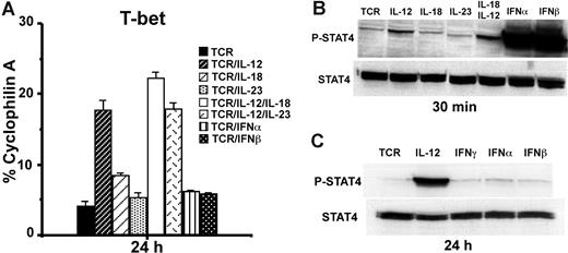 Figure 2. Sustained Stat4 activation is associated with T-bet induction. (A) BALB/c CD8 T cells were stimulated with anti-CD3 plus anti-CD28 mAbs, in combination with indicated cytokines (10 ng/mL each) for 24 hours, and real-time RT-PCR was used to measure T-bet expression. Data shown are one representative of 3 independent experiments; standard errors of PCR triplicates are shown. (B) Western blotting for Stat4 activation. BALB/c CD8 T cells were stimulated with anti-CD3 plus anti-CD28 mAbs plus the indicated cytokines for 30 minutes. Antiphosphorylated Stat4 or anti-Stat4 Abs were used for Western blotting. (C) IL-12 but not IFNα or IFNβ induces sustained Stat4 activation at 24 hours after stimulation. CD8 T cells were stimulated with anti-CD3 plus anti-CD28 mAbs, with or without IL-12, IFNα, or IFNβ. Data shown are one representative of 3 independent experiments; standard errors of PCR triplicates are shown.