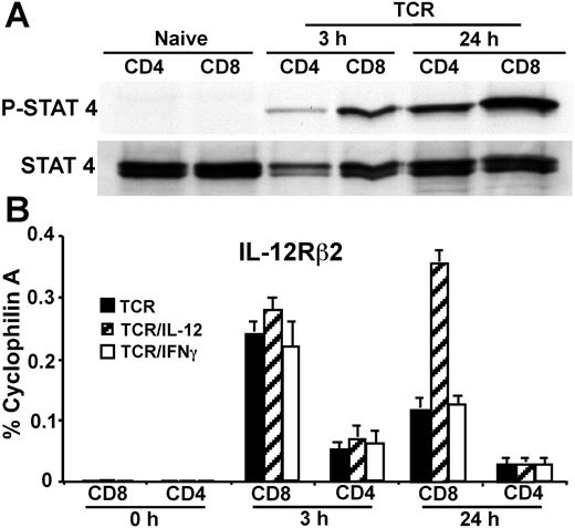 Figure 3. IL-12/Stat4 signals are differentially regulated in CD8 and CD4 T cells. (A) Western blotting for Stat4 activation in CD4 and CD8 T cells. BALB/c CD4 and CD8 T cells were stimulated with IL-12 for 15 minutes, without anti-CD3 plus anti-CD28 mAb stimulation, or stimulated with IL-12 in combination with anti-CD3 plus anti-CD28 mAbs for 3 hours or 24 hours. (B) Real-time RT-PCR for IL-12Rβ2 expression. CD4 or CD8 T cells were stimulated with anti-CD3 plus anti-CD28 mAbs, with or without IL-12 or IFNγ for 3 or 24 hours. Data shown are one representative of 3 independent experiments; standard errors of PCR triplicates are shown.