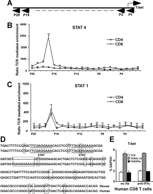 Figure 4. Identification of a conserved distant T-bet enhancer region. (A) ChIP assay–based genomic scanning. Twenty primer pairs were used for these experiments. (B) Sequences precipitated by anti-Stat4 mAbs. Purified CD8 and CD4 T cells were stimulated with anti-CD3 plus anti-CD28 mAbs, with or without IL-12 for 24 hours, and ChIP assays were performed with anti-Stat4. Sequences of T-bet regulatory regions precipitated by anti-Stat4 were quantitated by real-time PCR. Data are expressed as the ratio of TCR/IL-12–mediated to TCR alone–mediated enrichments. (C) Sequences precipitated by anti-Stat1 mAbs. Purified IFNγ-deficient CD4 and CD8 T cells were stimulated with anti-CD3 plus anti-CD28 mAbs, with or without IFNγ (10 ng/mL) for 24 hours, and ChIP assays were performed with anti-Stat1. Sequences of T-bet regulatory regions precipitated by anti-Stat1 were quantitated by real-time PCR. Data are expressed as the ratio of TCR/IFNγ-mediated to TCR alone–mediated enrichments. (B,C) Data shown are the means plus or minus SD from 3 independent experiments. (D) Alignment of mouse and human T-bet enhancer. Nucleotides differing between mouse and human are boxed. Potential STAT-binding motifs TTCGAGGAA and TTAGCGGAA are underlined. (E) IL-12 also induces IFNγ-independent T-bet in human CD8 T cells. Human CD8 T cells were stimulated with anti-CD3 plus anti-CD28 Abs, with or without anti-IFNγ Abs, in combination with human IL-12 or human IFNγ. T-bet expression was normalized and expressed as percentage relative to GAPDH. Data shown are one representative of 3 independent experiments; standard errors of PCR triplicates are shown.