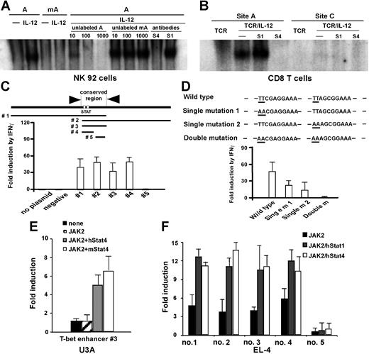 Figure 5. T-bet enhancer interacts with IL-12–activated Stat4 and transactivates reporter gene expression. (A). EMSA in NK92 cells. Nuclear extracts were prepared from NK92 cells treated with IL-12 for 15 minutes. A indicates site A within the identified distal T-bet enhancer; mA, mutated site A. Competition was performed with 10-, 100-, or 1000-fold unlabeled probe. Equal amount of specific anti-Stat1 (S1) and anti-Stat4 Abs (S4) was used for neutralization. (B) EMSA in CD8 T cells. Nuclear extracts were prepared from cells 24 hours after stimulation. Site A indicates the STAT-binding site within the identified distal T-bet enhancer; site C, a potential STAT-binding site located 940-bp upstream of the transcription initiation site. Equal amount of specific anti-Stat1 (S1) and anti-Stat4 (S4) Abs was used for neutralization. (C) T-bet enhancer constructs containing STAT-binding motifs respond to IFNγ/Stat1 by transactivating Luciferase reporter expression. Total of 5 constructs were made. No. 1 contains 5′ nearby region; no. 2 contains 3′ nearby region; no. 3 is the exact conserved region; no. 4 is the minimal conserved region containing 2 potential STAT-binding motifs; and no. 5 is the conserved region without STAT-binding motifs. HeLa cells were transfected with the indicated constructs and treated with human IFNγ for 24 hours, and luciferase activities were measured. (D) Point mutations were made, and reporter assays were performed. (E) JAK2-mediated Stat4 activation induces reporter gene expression. U3A cells were cotransfected with the conserved T-bet enhancer region (construct no. 3, 100 ng), along with JAK2 (100 ng), in combination with mouse or human Stat4 (500 ng) plasmids. (F) T-bet enhancer constructs containing STAT-binding motifs respond to both Stat1 and Stat4. The indicated T-bet enhancer reporter constructs were cotransfected with human Stat1 or Stat4, along with JAK2 into EL-4 cells. (C-F) Data shown are the means plus or minus SD from 3 independent experiments.