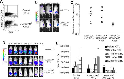 Figure 7. CD30CAR+ EBV-CTLs can control tumor growth in vivo while retaining their ability to migrate to EBV+ tumor and expand. To evaluate in vivo homing, NT EBV-CTLs or CTLs transduced with CD30CAR and sorted for transgene expression were injected intravenously in SCID mice implanted subcutaneously with autologous LCLs.32 Both NT and CAR+ EBV-CTLs were labeled with the eGFP-FFLuc gene to monitor their trafficking and expansion using an in vivo imaging system (Xenogen-IVIS Imaging System). (A) Circa 50% of CD30CAR+ EBV-CTLs, as assessed by the goat anti–human IgG (H + L) Ab, are expressing the FFLuc transgene as GFP+. (B) The signal of EBV-CTLs is localized to the EBV+ tumors and is elevated in mice receiving either control (top panels) or CD30CAR+ EBV-CTLs (bottom panels). (C) The bioluminescence fold expansion of CTLs at the tumor site is shown. To evaluate the contribution of costimulation21 by EBV antigen, EBV-CTLs transduced with irrelevant CAR or CD30CAR were injected intraperitoneally in SCID mice bearing EBV−/CD30+ L428 tumor that was transgenic for FFLuc. EBV-CTLs were transferred 7 days after tumor implant. Tumor growth was monitored using the in vivo imaging system. (D) By 7 days after CTL infusion, tumor growth measured as maximum photon/s/cm2/sr (p/s/cm2/sr) was significantly greater in mice receiving control CTLs (top panels) compared with mice receiving CD30CAR+ EBV-CTLs (middle panels). Persistence of tumor control can be observed in mice receiving CD30CAR+ EBV-CTLs and intraperitoneal injection of irradiated EBV-infected cells, which thus provide the appropriate costimulation (bottom panels). Panel E illustrates the results of 6 mice per group implanted with the CD30+ L428 cell line. Bars represent average of light emission (± SD) (P < .05).