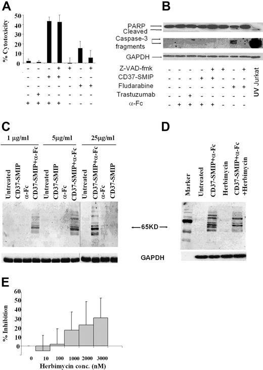 Figure 3. CD37-SMIP induces caspase-independent cell death in B-CLL cells. Freshly isolated B cells from 5 patients with CLL were treated with cross-linker alone (α-Fc), trastuzumab + α-Fc, CD37-SMIP + α-Fc, or fludarabine in the presence or absence of the pan-caspase inhibitor Z-VAD-fmk (150 μmol/L). (A) Z-VAD-fmk failed to inhibit CD37-SMIP–induced cell death. Percentage cytotoxicity shown represents Annexin V+ and/or PI+ cells normalized with the media control. Error bars represent SD among 5 B-CLL patient cell samples. (B) CD37-SMIP failed to induce activation of caspases in CLL cells. Cell lysates from primary CLL B cells treated with indicated conditions for 24 hours were assessed by Western blotting to detect PARP and caspase-3 cleavage. UV-irradiated Jurkat cell lysate was used as a positive control for both PARP and caspase 3 cleavage. (C) CD37-SMIP–induced tyrosine phosphorylation of cellular proteins. CLL cells were treated with indicated concentrations of CD37-SMIP with or without cross-linker in PBS for 10 minutes, and phosphotyrosine proteins were detected by Western blot analysis using anti-phosphotyrosine antibody 4G10. (D) Effect of tyrosine kinase inhibitor herbimycin on CD37-SMIP–induced tyrosine phosphorylation. Primary CLL cells were pretreated with media or herbimycin (3 μmol/L) before stimulation with CD37 SMIP + α-Fc. The tyrosine-phosphorylated proteins were detected by Western blot using anti-phosphotyrosine antibody 4G10. (E) Herbimycin inhibited CD37-SMIP–induced cell death in primary CLL cells. CLL B cells were treated with indicated concentrations of herbimycin followed by CD37-SMIP (5 μg/mL) + α-Fc. The cellular cytotoxicity was measured by FITC-Annexin V/PI staining at 48 hours after treatment. Data shown represents percentage inhibition of CD37-SMIP–induced cytotoxicity in the presence of indicated concentrations of herbimycin. Results are summary of 11 CLL patient samples. Error bars are the SD among these samples.