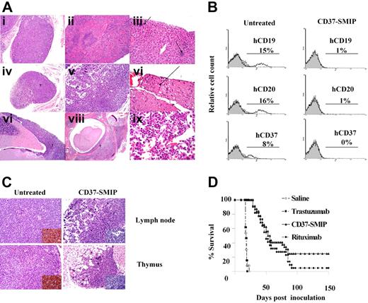 Figure 6. In vivo therapeutic evaluation of CD37-SMIP. A Raji cell-inoculated xenograft mouse model of disseminated leukemia/lymphoma was used to evaluate the therapeutic efficacy. (A) H&E staining of tissue sections from Raji cell–inoculated SCID mouse (placebo-treated). (i) Thymus infiltrated with neoplastic cells. (ii) Lymphoid atrophy/hypoplasia in spleen. (iii) Extramedullary hematopoiesis in liver (arrows). (iv) Atrophic lymph node partially replaced by tumor cells. (v) Markedly atrophic cervical lymph node. (vi) Spinal nerve showing rare swollen axons (arrow). (vii) Neoplastic cells in meninges over cerebellum. (viii) Neoplastic cells in vertebral bone marrow and within spinal canal. (ix) neoplastic cells in bone marrow. (B) Flow cytometric analysis of bone marrow cells from Raji cells– engrafted mice at day 17 after inoculation. Mice were treated with placebo (saline) or CD37-SMIP, and the percentage of human CD19+, human CD20+, or human CD37+ cells were analyzed by surface staining with PE-labeled antibodies. (C) Depletion of infiltrated human CD45+ cells in CD37-SMIP treated but not control mice. Histologic (H&E staining) analysis of thymus (top panels) and lymph node (bottom panels) from control untreated (left panels) or CD37-SMIP–treated (right panels) mice. Insert shows presence of human CD45+ cells in the untreated but not in CD37-SMIP–treated mice as detected by immunohistochemistry of the tissue sections. (D) Evaluation of therapeutic efficacy of CD37-SMIP in Raji cell–inoculated SCID mice. Raji cell–inoculated SCID mice were treated with saline (n = 22), negative control trastuzumab (n = 22), rituximab (n = 32), or CD37-SMIP (n = 32). Comparison among different groups was made by log-rank test (P < .001 between CD37-SMIP and trastuzumab, and P = .124 between CD37-SMIP and rituximab).