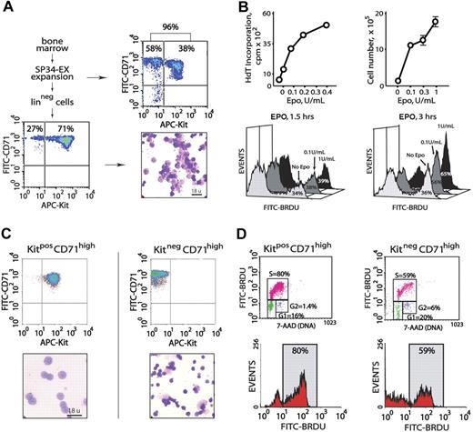 Figure 1. Isolation of primary bone marrow–derived erythroblasts and EPO dose-dependent proliferation. (A) Erythroid progenitor cells from wild-type marrow were cultured in serum-free SP34-EX medium in the presence of EPO and SCF. At day 3.5, 90% or more of total cells were represented by CD71high erythroid progenitors (top panels). Linpos depletion increased this representation to 98%, including 71% early-stage KitposCD71high cells (bottom panels). (B) For the Linpos-depleted erythroblasts represented in panel A, the capacities of low-dose EPO to promote 3HdT incorporation and increases in cell numbers were defined. EPO dose-dependent formation of BrdU-positive cells also was assessed in short-term labeling experiments (ie, 1.5 and 3 hours). (C) Bone marrow progenitor cells were expanded for 3.5 days in SP34-EX medium. KitposCD71high and KitnegCD71high cells were then isolated by MACS and analyzed in cytospin preparations. (D) These 2 discrete erythroblast populations were incubated for 5 hours in the absence of hematopoietic cytokines prior to culture in the presence of BrdU and EPO at 0.1 or 1.0 U/mL. At 2 hours, BrdU incorporation levels were assayed. Cells also were costained with 7-AAD to facilitate estimations of cell-cycle phase distributions. Note the increased representation of KitposCD71high cells in S-phase (80%).