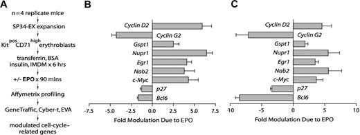 Figure 2. Affymetrix array–based discovery of cell-cycle–associated EPO response genes in bone marrow–derived KitposCD71high erythroblasts. (A) Basic steps involved in the discovery of EPO-modulated cell-cycle regulatory genes. Erythroblasts were expanded from the bone marrow of n = 4 replicate mice. For each preparation, purified KitposCD71high cells were subdivided and cultured for 6 hours in the absence of hematopoietic cytokines. Erythroblasts were then exposed to EPO (± 5 U/mL) for 90 minutes and RNA was isolated directly. Biotin-cRNA next was prepared and was used in Affymetrix 430–2.0 array profiling. Transcripts for cell-cycle–associated genes that were modulated approximately 2-fold or more by EPO (with high statistical significance) were then considered. (B) For replicate Affymetrix array data sets, and as analyzed quantitatively (mean modulation due to EPO ± SD), EPO proved to significantly modulate 9 cell-cycle–related genes: Cyclin-D2/Ccnd2, Cyclin-G2/Ccng2, Gspt1, Nupr1, Egr1, Nab2, Myc, p27/Cdkn1b, and Bcl6. (C) In quantitative RT-PCR analyses, EPO regulation of each of the EPO-modulated cell-cycle regulatory genes was confirmed. Values are means and SD for samples (and erythroblasts) from n = 3 mice.
