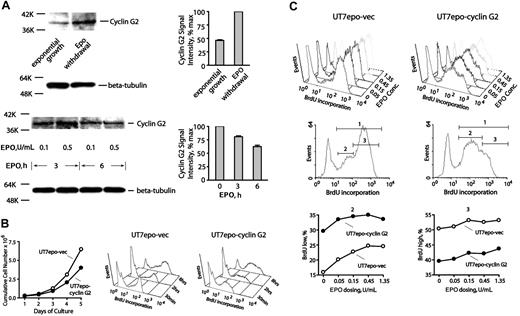 Figure 3. CYCLIN G2 protein levels are down-modulated by EPO, and ectopically expressed CYCLIN G2 attenuates UT7epo cell growth and S-phase transition. (A) EPO down-modulation of CYCLIN G2 protein expression. In primary wt-EPOR erythroblasts, EPO's effects on CYCLIN G2 expression levels were assayed by Western blotting, and first were observed to increase 2-fold or more within 6 hours of EPO withdrawal (top subpanels). In addition, EPO expression (in time-course and EPO concentration experiments) was observed to decrease CYCLIN G2 levels (bottom subpanels). Error bars represent standard deviations from the mean for duplicate scans of two ECL exposures (and are normalized for beta-tubulin). (B) Ectopic expression of CYCLIN G2 attenuates proliferation and G1- to S-phase transition in EPO-dependent UT7epo cells. UT7epo cells were transduced with a pBABEpuro-CYCLIN G2 retrovirus (or empty control vector) and were selected in puromycin. Derived lines (UT7epo CYCLIN G2 and UT7epo-vec) then were analyzed for EPO-dependent proliferative capacities and BrdU incorporation profiles. Ectopic expression of CYCLIN G2 first was observed to attenuate EPO-dependent UT7epo cell growth. Here, the cell lines were plated in the presence of EPO at 1 U/mL. Through time, viable cell numbers were monitored. Data shown are representative of 2 independent experiments. Subsequently, time-course analyses of EPO-dependent BrdU incorporation in UT7epo CYCLIN G2 and UT7epo-vec cells were performed. EPO was withdrawn from cultures for a 16-hour period prior to restimulation with EPO (1 U/mL) in the presence of BrdU. At the indicated time points, levels of BrdU incorporation were determined (top right subpanels). (C) Finally, EPO dose–dependent profiles of BrdU incorporation in UT7epo CYCLIN G2 and UT7epo-vec cells were investigated. Here, BrdU experiments were performed but with varying concentrations of EPO exposure. Panels first show raw data for incorporation levels. Bottom panels set gates for low versus high BrdU incorporation populations (gates 2 and 3, respectively), and further illustrate differences in BrdU incorporation profiles for gate 2 and 3 subpopulations for UT7epo CYCLIN G2 and UT7epo-vec cells.