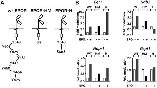 Figure 4. EPO regulation of Egr1, Nab2, Nupr1, and Gspt1 via EPOR-H and EPOR-HM alleles. From wt-EPOR, EPOR-HM, and EPOR-H SP34-EX expanded marrow cell preparations, KitposCD71high erythroblasts were isolated, washed, and plated in IMDM, 0.25% BSA, 25 ng/mL insulin, and 100 μg/mL transferrin. At 5.5 hours, cells were exposed to EPO (± 5 U/mL). At 90 minutes, RNA was isolated and was reverse transcribed. (A) Schematics of knocked-in minimal EPO receptor EPOR-HM and EPOR-H alleles. EPOR-HM is a PY-null allele, while EPOR-H selectively retains a PY343 Stat5 binding site. (B) For each erythroblast preparation, and EPOR allele, levels of EPO-modulated Erg1, Nab2, Nupr1, and Gspt1 transcripts were determined by quantitative PCR.