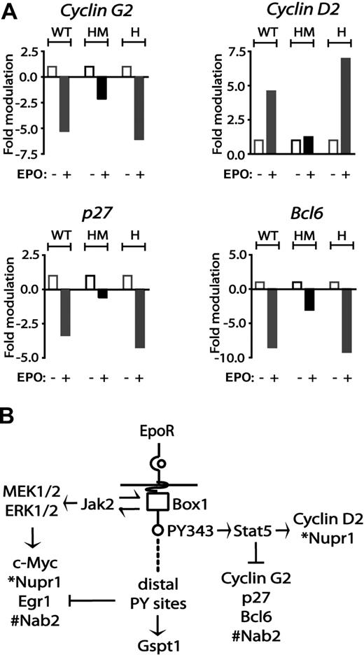 Figure 5. EPO regulation of cyclin G2, cyclin D2, p27, and Bcl6 via minimal EPOR-H and EPOR-HM alleles. (A) EPO up-modulation of cyclin D2 and down-modulation of cyclin G2 depend on EPOR PY343 signals. KitposCD71high cells were prepared from wt-EPOR, EPOR-HM, and EPOR-H erythroblasts. Hematopoietic cytokines were withdrawn for 5.5 hours. Cells then were exposed to EPO (5 U/mL). At 90 minutes, RNA was isolated, and reverse transcribed. Cyclin D2, Cyclin G2, Cdkn1b, and Bcl6 transcript levels then were determined by quantitative PCR. Values are the means (± SD) of n = 3 independent samples. (B) Observed EPO modulation of cell-cycle regulatory genes via wt-EPOR, EPOR-HM, and EPOR-H alleles provided for a mapping of transcriptional circuits to key EPOR subdomains including an EPOR box1-plus-JAK2 pathway to Myc, Nupr1, Egr1, and Nab2; an EPOR/PY343/STAT5 pathway to Cyclin D2 and Nupr1 expression, and Cyclin G2, Cdkn1b, and Bcl6 and Nab2 repression; and EPOR distal domain effects on Gspt1 induction.