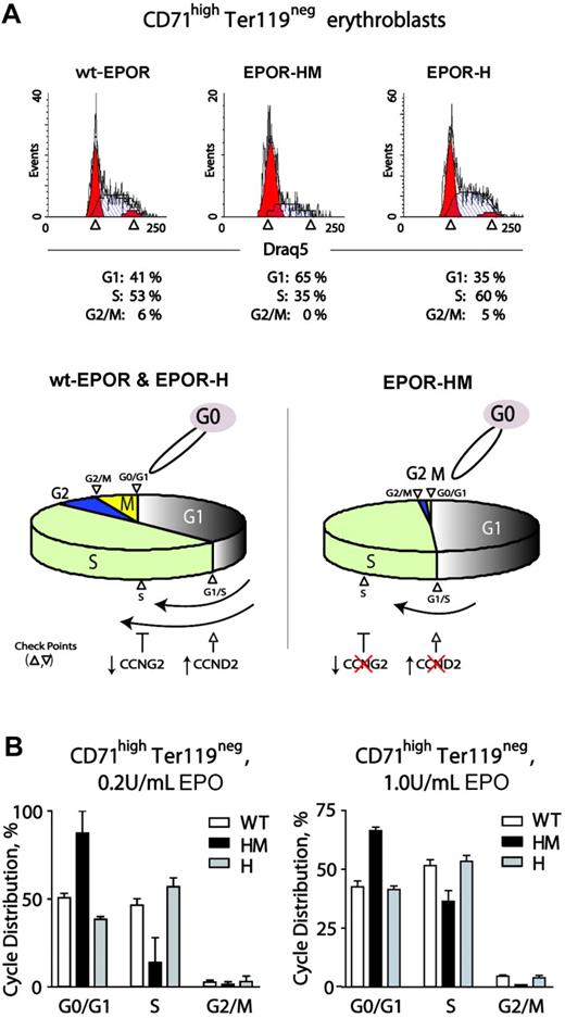 Figure 6. EPO dose-dependent delays in EPOR-HM erythroblast cell-cycle progression. (A) Defective EPO-dependent cell-cycle progression among EPOR-HM erythroblasts. Erythroid progenitor cells from wt-EPOR, EPOR-HM, and EPOR-H marrow preparations were expanded in SP34-EX. At day 2, erythroblasts were washed and returned to culture in the absence of SCF and presence of EPO at 0.2 U/mL or 1.0 U/mL. At 24 hours, cell-cycle distributions for CD71highTer119neg erythroblasts were determined. Values are means (± SD) for n = 3 independent cultures (from n = 3 mice for EPOR alleles). In lower subpanels, cell-cycle distributions are summarized for wt-EPOR versus EPOR-HM versus EPOR-H. (B) Representative primary data for cycle distributions also are shown for wt-EPOR, EPOR-HM, and EPOR-H erythroblasts.
