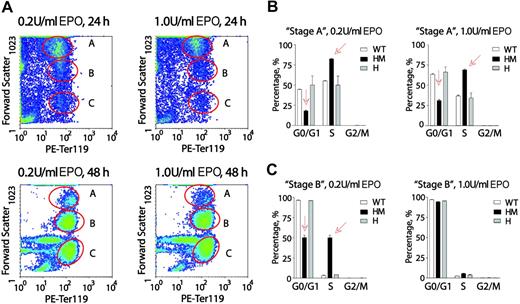 Figure 7. At a late Ter119pos stage, EPOR-HM erythroblasts falter in an apparent EPO dose-dependent G0/G1-phase accumulation. (A) Erythroblasts from marrow preparations were expanded in SP34-EX for 2.5 days, washed, and returned to culture in the absence of SCF and presence of EPO at 0.2 U/mL or 1.0 U/mL. At 24 and 48 hours, erythroblasts were analyzed for Ter119 expression and forward-angle light scatter (data shown are for wt-EPOR erythroblasts). Based on FALS, 3 subpopulations were resolved and are designated A, B, and C. (B,C) For preparations from wt-EPOR, EPOR-HM, and EPOR-H marrow, cell-cycle distributions were determined for Ter119pos stage-A erythroblasts (panel B) and Ter119pos stage-B erythroblasts (panel C). Values are means (± SD) for n = 3 independent cultures (from n = 3 mice for EPOR alleles).