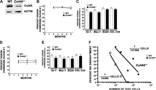 Figure 1. Cul4A+/− HSCs exhibit an engraftment defect. (A) Expression of Cul4A protein in Lin− LDMNCs. LDMNCs were isolated from Cul4A+/− and wild-type littermates, and Lin− cells were obtained by negative selection (Lineage Cell Depletion Kit; Miltenyi Biotec, Auburn, CA). Cell lysates were prepared and analyzed by immunoblot as described.12,13 Quantitation of scanned film was performed using ImageJ (http://rsb.info.nih.gov/ij/; National Institutes of Health, Bethesda, MD) and normalized for β-actin loading. (B) Competitive repopulation with a 1:1 ratio of test donor cells and competitors; overall percentage donor chimerism. For Cul4A+/− or wild-type donors (C57BL/6), 5 × 105 bone marrow LDMNCs (CD45.2+) were mixed with 5 × 105 wild-type competitor cells (B6.BoyJ, CD45.1+) and transplanted into 5 to 6 lethally irradiated wild-type recipients (CD45.1+) by tail vein injection. Overall engraftment (percentage CD45.2+) for Cul4A+/− (■) or wild-type (□) test cells was measured 2 to 6 months after transplantation by flow cytometric analysis of peripheral blood with anti-CD45.1 or anti-CD45.2 antibodies conjugated with fluorescein isothiocyanate (FITC; Pharmingen, San Diego, CA). (C) Engraftment into myeloid and lymphoid lineages. For the transplantation described in panel B, engraftment of Cul4A+/− or wild-type test cells into the granulocyte, macrophage, B-cell, and T-cell lineages was also measured using biotin-conjugated anti-Gr-1, -Mac-1, -B220, or both -CD4 and -CD8 antibodies, respectively, and then streptavidin-APC secondary antibody (Pharmingen), each in combination with the anti-CD45.1 and -CD45.2 antibodies described for panel B. Percentage CD45.2+ for Cul4A+/− (■) or wild-type (□) test cells is graphed for each lineage 6 months after transplantation. (D) Competitive repopulation with a 1/3:1 ratio of test donor cells and competitors; overall percentage donor chimerism. For Cul4A+/− or wild-type donors, 1.7 × 105 bone marrow LDMNCs were mixed with 5 × 105 wild-type competitors in a competitive repopulation analogous to that described for panel B. Overall engraftment was determined in the same way, and graphed for Cul4A+/− (■) or wild-type (□) test cells 2 to 6 months after transplantation. (E) Engraftment into myeloid and lymphoid lineages for test cells mixed 1/3:1 with competitors. For the competitive repopulation described in panel D, percentage CD45.2+ for Cul4A+/− (filled bars) or wild-type (open bars) test cells was determined as described in panel C and graphed for each lineage 6 months after transplantation. For panels B-E, mean (± SEM) is graphed. (F) Limiting dilution. From 5 × 103 to 2 × 105 Cul4A+/− bone marrow LDMNCs and 5 × 103 to 5 × 104 wild-type cells were each mixed with 5 × 105 wild-type competitors and transplanted into recipients (6-7 recipients per each test cell type and amount, except only 3 recipients for 5 × 104 wild-type cells and 9 recipients for 2 × 105 Cul4A+/− cells). The percentage of recipients not engrafted (overall percentage donor chimerism less than 5%) was plotted versus test cell dose. The 5% cutoff was chosen, because in control transplantations where only C57Bl/6J wild-type cells (CD45.2+) were transplanted into B6.BoyJ (CD45.1+) recipients, the background host percentage chimerism was approximately 5% 6 months after transplantation.