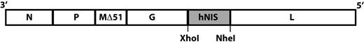 Figure 1. Schematic representation of VSV(Δ51)-NIS. The genes in the VSV(Δ51)-NIS cDNA are illustrated in 3′ to 5′ orientation. The hNIS cDNA was cloned downstream of G in the VSV(Δ51) vector using XhoI and Nhe I restriction sites. N indicates nucleocapsid protein; P, phosphoprotein; M, matrix protein; G, glycoprotein, and L, polymerase protein.