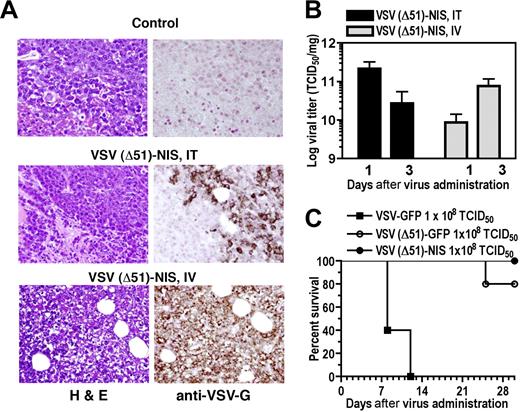 Figure 3. VSV(Δ51)-NIS replicates in subcutaneous 5TGM1 tumors. (A) Histologic analysis and immunohistochemical staining for VSV-G antigen of representative sections of 5TGM1 myeloma tumors 4 days after initiation of therapy for groups receiving no virus or VSV(Δ51)-NIS (IT or IV). Paraffin-embedded tissues were sectioned at 4-μm thickness and incubated with polyclonal anti-VSV-G antibody, which was detected with biotinylated antirabbit secondary antibody and the avidin:biotin complexing system. Sections were counterstained with hematoxylin and viewed with an Olympus BX45 microscope (Olympus, Center Valley, PA) at 40×/0.9 NA magnification. (B) 5TGM1 tumors were treated with VSV(Δ51)-NIS IT or IV, excised on days 1 and 3 after therapy, and viral titers determined by Vero cell titration. The data are expressed as log TCID50/mg of tumor and are averaged for 3 tumors/time point. (C) Tumor-free bg/nu/xid mice received a single intravenous administration of 108 TCID50 of VSV-GFP, VSV(Δ51)-NIS, or VSV(Δ51)-GFP, and were monitored for toxicity and survival (n = 5/group). Experiments were performed in triplicate (mean ± SEM).
