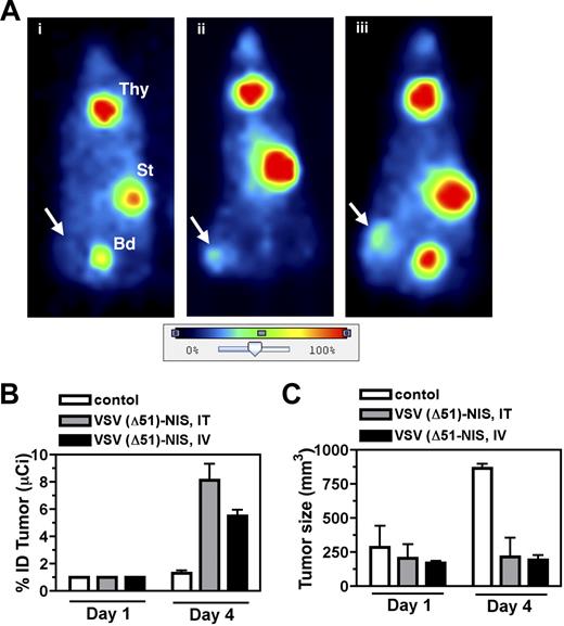 Figure 4. Imaging, dosimetric, and oncolytic activity of VSV(Δ51)-NIS. (A) Representative planar images of VSV(Δ51)-NIS–infected, tumor-bearing mice obtained 3 hours after intraperitoneal injection of 123I 1 day after mock (PBS, intratumoral) or VSV(Δ51)-NIS injections (5 × 107 TCID50/dose, 2 doses given days −1 and 0). Radioisotope uptake is seen in the salivary glands, thyroid gland (Thy), and stomach (St), with excreted radioisotope visible in the bladder (Bd). No increased uptake is seen in the subcutaneous flank tumor of (i) control mouse, whereas increased intratumoral radioisotope uptake is demonstrated in mice treated (ii) intratumorally or (iii) intravenously with VSV(Δ51)-NIS. Arrows indicate tumor locations. The color bar (image intensity scale) demonstrates the range of uptake intensities, with 100% representing the strongest signal in the image. Planar images were acquired using a Gamma Medica X-SPECT imaging system (Gamma Medica, Northridge, CA). Images were analyzed and processed using PMOD Biomedical Image Quantification and Kinetic Modeling software version 2.75 (PMOD Technologies) and Adobe Photoshop version 7.0 (Adobe Systems, San Jose, CA). (B) Serial planar images of subcutaneous myeloma tumors were acquired on days 1 and 4 after administration of VSV(Δ51)-NIS and %ID taken up by the tumor was calculated (n = 4/group). (C) The growth of subcutaneous myeloma tumors was tested by measuring tumor volumes on days 1 and 4 (n = 4/group). Bars indicate SE.
