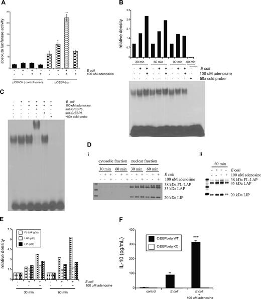 Figure 6. Adenosine enhances C/EBPβ activation in E coli–stimulated macrophages. (A) Adenosine up-regulates C/EBP–luciferase activity in macrophages exposed to E coli. RAW 264.7 macrophages were transfected with a luciferase reporter vector driven by C/EBP (pC/EBP-luc) or a control vector (pCIS-CK). Cells were treated with E coli and adenosine (100 μM) for 8 hours, after which period the cells were lysed and luciferase activity determined. Luciferase reporter activities were normalized to protein concentration. Results (mean ± SEM) shown are representative of at least 3 experiments with n = 3 in each experiment. *P < .05 and **P < .01 vs. control. (B) Adenosine enhances E coli–induced C/EBPβ DNA binding. RAW cells were treated with heat-killed E coli or simultaneously with 100 μM adenosine and heat-killed E. coli, and nuclear proteins were extracted at 30, 60, and 90 minutes thereafter. C/EBPβ DNA binding of nuclear proteins was measured using electrophoretic mobility shift assay. The upper panel shows densitometric analysis of intensities of complexes (fold increase vs. control) observed on the gel (lower panel). (C) An antibody against C/EBPβ shifts the adenosine/E coli–induced (for 60 minutes) DNA–protein complex. For supershift studies nuclear extracts were preincubated with C/EBPβ and C/EBPδ antibodies before the binding reaction, and the complexes were separated by electrophoretic mobility shift assay and visualized using autoradiography. The figure shown is representative of 3 separate experiments. (Di) Adenosine increases E coli–induced C/EBPβ protein accumulation in the nuclear fraction of RAW 264.7 cells. Cytosolic and nuclear protein extracts were taken at 30 and 60 minutes after exposure to E coli or E coli plus adenosine (100 μM) and C/EBPβ expression was determined by Western blotting and autoradiography. (Dii)Adenosine alone fails to affect C/EBPβ protein accumulation in the nuclear fraction of RAW 264.7 cells. The figures shown are representative of 3 separate experiments. (E) Densitometric analysis of the 3 C/EBPβ isoforms detected by autoradiography on the blot shown in (Di; fold increase vs. control). The figure is representative of 3 separate experiments. (F) E coli both in the absence and presence of adenosine fails to increase IL-10 production by C/EBPβ-deficient macrophages. C/EBPβ WT and KO macrophages were challenged with E coli or E coli plus adenosine and IL-10 production was determined from the supernatants after a 5-hour stimulation. Results (mean ± SEM) shown are representative of at least 3 experiments with n = 6 in each experiment. ***P < .001 vs. E coli.