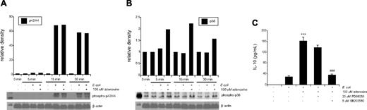 Figure 7. Effect of adenosine on MAPK activation in E coli-stimulated macrophages. (A) E coli but not adenosine increases p42/44 activation. Peritoneal macrophages were challenged with E coli in the presence or absence of adenosine for 5, 15, and 30 minutes. p42/44 MAPK activation was determined from cytosolic extracts taken at the end of the 5-, 15-, and 30-minute incubation periods using Western blotting with antibodies raised against the active, doubly phosphorylated form of p42/44. Bands were detected using autoradiography. Relative densities are fold increase vs. control. This figure is representative of 3 separate experiments. (B) Adenosine but not E coli increases p38 activation. Peritoneal macrophages were challenged with E coli in the presence or absence of adenosine for 5, 15 and 30 minutes. p38 MAPK activation was determined from cytosolic extracts taken at the end of the 5-, 15-, and 30-minute incubation periods using Western blotting with antibodies raised against the active, doubly phosphorylated form of p38. Bands were detected using autoradiography. Relative densities are fold increase vs. control. This figure is representative of 3 separate experiments. (C) Inhibition p38 but not p42/44 MAPK prevents the stimulatory effect of adenosine on IL-10 production in E coli–treated macrophages. Peritoneal macrophages were pretreated for 30 minutes with 5 μM SB203580 (p38 inhibitor) or 30 μM PD98059 (p42/44 inhibitor) before adding 100 μM adenosine and heat-killed E coli. After 5 hours, supernatants were harvested and IL-10 levels measured using enzyme-linked immunosorbent assay. Results (mean ± SEM) shown are representative of at least 3 experiments with n = 6 in each experiment. ***P < .001 vs. E coli alone. ###P < .001 vs. 100 μM adenosine plus E coli.
