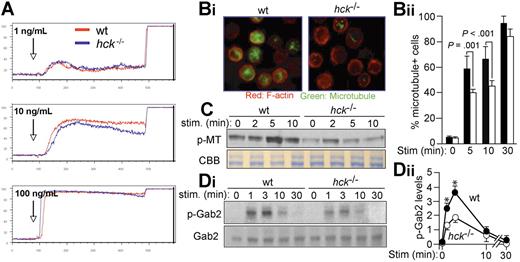 Figure 3. Hck deficiency results in impaired microtubule formation associated with reduced Gab2 phosphorylation. (A) IgE-sensitized WT and hck−/− BMMCs were stimulated with the indicated concentrations of antigen at the indicated points and with 2.5 μg/mL ionomycin 400 seconds later. Ca2+ flux was measured by flow cytometry. Representative results from 3 experiments are shown. (B) IgE-sensitized cells were stimulated with 100 ng/mL DNP23-HSA for 5, 10, and 30 minutes. Immunofluorescence analysis for F-actin (stained by rhodamine-phalloidin) and microtubules (stained by anti-α-tubulin) was performed. Images shown are taken from cells stimulated for 10 minutes (Bi). The percentage of microtubule+ cells is shown in panel Bii. See “Microscopy” for image acquisition information. (C) IgE-sensitized cells were stimulated with 100 ng/mL DNP23-HSA for the indicated periods (minutes). Polymeric tubulin (p-MT) in Triton-insoluble fractions was measured as described in Document S1 (top). An SDS-PAGE gel containing Triton-soluble proteins was stained with Coomassie Brilliant Blue to show that comparable amounts of lysates were used for this assay. (Di) Immunoblot analysis of phospho-Gab2 (Tyr-452) in IgE/antigen-stimulated BMMCs (top panel). The same blot was reprobed with anti-Gab2 (bottom panel). Densitometric analysis was performed (Dii). Values shown in panel Dii represent means from at least 3 independent experiments at each time point. Error bars represent SEM. *Statistically significant differences between WT and hck−/− cells (P < .05 by Student t test).