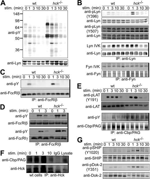 Figure 4. Hck deficiency leads to increased Lyn activity and increased phosphorylation of Lyn phosphorylation targets. IgE-sensitized WT and hck−/− cells were stimulated with 100 ng/mL DNP23-HSA for the indicated periods. Cell lysates were either directly analyzed by SDS-PAGE and immunoblotting with the indicated antibodies (A,B,E,G) or first immunoprecipitated (indicated by thick vertical lines on the right of gels) with anti-FcϵRIβ mAb (C) or anti-Cbp/PAG (E,F), and followed by immunoblotting with antiphosphotyrosine mAb (C,E) or anti-Hck antibody (F). (B) Immunoprecipitated SFKs were subjected to in vitro kinase assays. (D) Cell lysates were fractionated into lipid raft and soluble compartments by sucrose density gradient ultracentrifugation. Lipid raft compartments were immunoprecipitated with anti-FcϵRIβ mAb, and followed by immunoblotting with antiphosphotyrosine mAb. Immunoprecipitated antigens were detected by reprobing the blots. Representative results from 2 experiments are shown, except for Lyn and Fyn kinase assays (B), which represent 3 experiments, and phosphotyrosine probing (A), which represent at least 4 experiments.