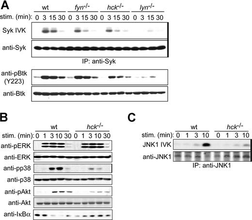 Figure 5. Hck deficiency results in reduced activities of positive regulatory molecules. IgE-sensitized WT and hck−/− cells were stimulated with 100 ng/mL DNP23-HSA for the indicated periods. (A) Syk was immunoprecipitated (indicated by thick vertical line on the right of gel) from cleared cell lysates and immune complexes subjected to in vitro kinase assays using GST-HS1 as a substrate. Portion of the autoradiogram including GST-HS1 phosphorylation is shown. Cell lysates were directly analyzed by SDS-PAGE and immunoblotting with anti-Syk or anti-phospho-Btk (Tyr223). The pBtk blot was reprobed with anti-Btk antibody. (B) Cell lysates were directly analyzed by SDS-PAGE and immunoblotting with the indicated antibodies. The same blots were reprobed with antibodies that detect antigens irrespective of their phosphorylation status. (C) Immunoprecipitated JNK1 (indicated by thick vertical line on the right of gel) was subjected to in vitro kinase assays. Representative results from 2 experiments are shown.