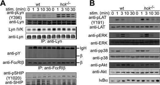 Figure 6. Stimulation with a low concentration of antigen does not induce phosphorylation of FcϵRIβ or increase SHIP phosphorylation in hck−/− cells despite increased Lyn activity. IgE-sensitized WT and hck−/− cells were stimulated with 1 ng/mL DNP23-HSA for the indicated periods. Cell lysates were directly analyzed by SDS-PAGE and immunoblotting with the indicated phospho-specific antibodies. The same blots were reprobed with antibodies that detect antigens irrespective of their phosphorylation status. (A, third and fourth rows) Immunoprecipitated Lyn was subjected to autophosphorylation assays. Comparable immunoprecipitations were confirmed by immunoblotting. (A, middle) Immunoprecipitated FcϵRIβ was analyzed by immunoblotting with anti-phosphotyrosine mAb and then reprobed with anti-FcϵRIβ mAb. Immunoprecipitations are indicated by thick vertical lines on the right of gels. Representative results from 2 experiments are shown.