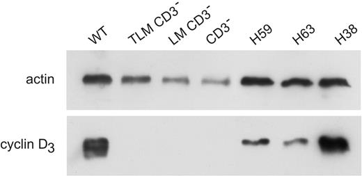Figure 7. Cyclin D3 levels in preleukemia thymocytes and leukemia. Levels of cyclin D3 were detected by Western blot. Blots were reprobed with antiactin antibody (loading control). Lane 1, WT thymus; lane 2, TLMCD3ϵko; lane 3, LMO1CD3ϵko; lane 4, CD3ϵko thymus; lanes 5-7, leukemia LMO1CD3ϵko H59, H63, and H38.