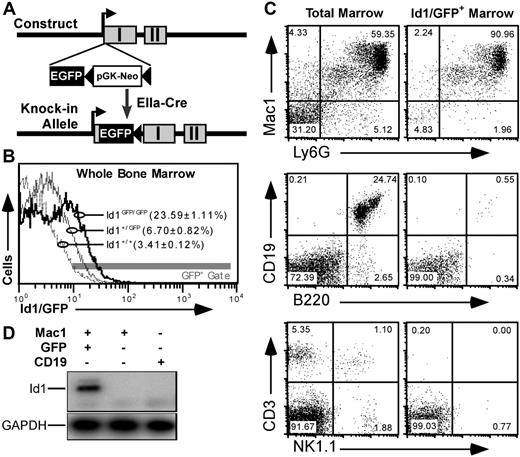 Figure 1. GFP knock-in as a model for tracking Id1 expression. (A) Schematic diagrams showing the knock-in construct and knock-in allele. EGFP and pGK-Neo were inserted in the 5′ untranslated region in exon I (▩) of the Id1 gene. (B) Relative GFP fluorescence in WBM from Id1+/+ (- - -), Id1+/GFP (–), and Id1GFP/GFP (–) mice. Parentheses indicate the average fraction of marrow ± SEM from 9 samples from each genotype falling within the indicated fluorescence gate (▩). (C) Immunofluorescence showing Id1/GFP expression in specific bone marrow lineages. Left panels give total marrow profiles for the indicated markers. Right panels show those cells falling within the GFP+ gate indicated in panel B. Numbers are percentages of events in each quadrant. (D) Correlation between Id1 and GFP expression. Id1+/GFP marrow was labeled with antibodies against Mac1 (PE) and CD19 (APC), and sorted for the indicated subsets. RNA was extracted from the sorted samples and probed by RT-PCR for Id1 and GAPDH transcripts.