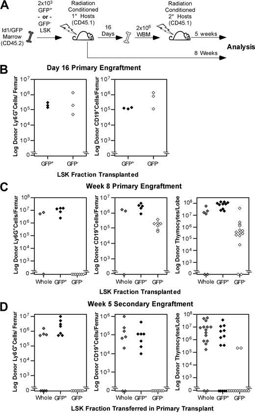 Figure 3. Functional evaluation of Id1/GFP+LSK. (A) Schematic representation of the transplantation protocol used to determine the presence of LT-HSCs in Id1/GFP-expressing LSK cells. Subsets were sorted from CD45.2 Id1GFP/GFP donors. GFP+ preparations transplanted were at least 10-fold enriched for Id1/GFP+ cells compared with unseparated LSK cells. GFP− preparations included no more than 0.8% GFP+ cells. Primary and secondary hosts were treated prior to transplantation with sublethal doses of radiation. Separate cohorts of CD45.1 host mice each received 2 × 103 sorted Id1/GFP+, Id1/GFP−, or whole LSK cells. After 16 days, WBM was collected from a subset of primary hosts. Marrow was pooled from hosts receiving the same LSK subsets. A total of 2 × 106 cells were then transferred to each mouse in fresh cohorts of CD45.1 hosts. The remaining primary hosts were evaluated for marrow and thymic engraftment 8 weeks following transplantation. Secondary hosts were assayed for engraftment 5 weeks after secondary transplantatoin. (B) Day-16 analyses of primary engraftment. One femur was saved from each mouse for analysis, while marrow from the remaining femur and both tibia was used for secondary transplantations. For analysis, marrow was immunofluorescently labeled with antibodies against the donor CD45 isoform, Ly6G, and CD19. Donor fractions observed from flow cytometry were multiplied by cell counts to determine total donor-derived cells per femur in either the B-cell or myeloid lineages. (C) Long-term primary engraftment from Id1/GFP LSK subsets. Primary hosts were evaluated for engraftment 8 weeks after transplantation. Bone marrow was analyzed as described in panel B. In addition, thymic lobes from each host were evaluated separately for donor progeny. (D) Secondary engraftment analyses. Marrow and thymus from secondary hosts were analyzed as in panels B and C 5 weeks following secondary marrow transfer. For all panels, progeny from unseparated (whole) LSK, Id1/GFP+LSK, and Id1/GFP−LSK cells are represented by gray, black, and white symbols, respectively. Each symbol represents the total donor-derived progeny of the indicated lineage for 1 femur or thymic lobe, shown in log scale.