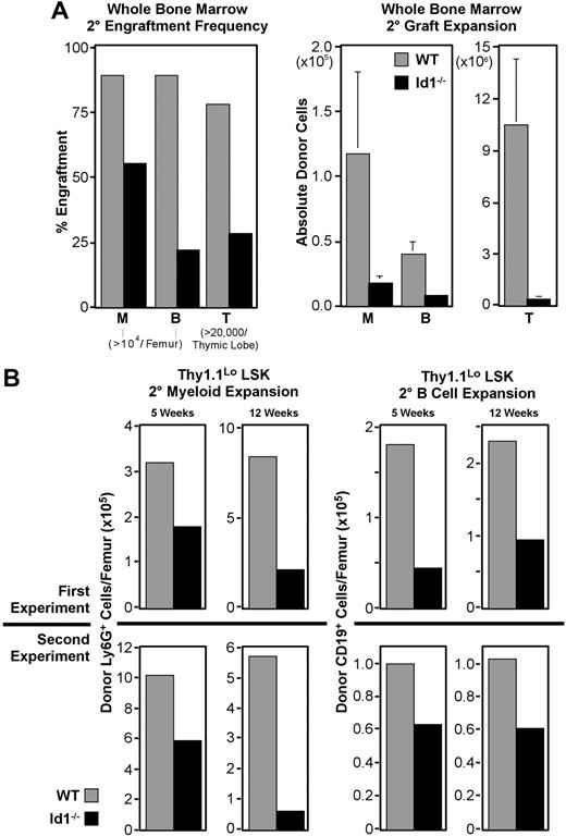Figure 6. Secondary engraftment potential of Id1−/− bone marrow. For all panels, ▩ indicates wild-type and ■ indicates Id1−/− graft contributions. Secondary transplantations were conducted as described for Figure 3, except parallel cohorts of mice received either wild-type or Id1−/− marrow. Cells for each secondary transplantation experiment were pooled from at least 3 primary donors per genotype. Primary and secondary hosts were treated prior to transplantation with 6.5 Gy radiation. Evaluation of bone marrow chimeras 16 days after transplantation by immunofluorescent staining and flow cytometry showed that primary bone marrow was more than 40% donor derived. Marrow was pooled from at least 4 primary hosts before transplanting 2 × 106 cells per each secondary host. Secondary engraftment was evaluated 5 to 12 weeks later, as noted for each dataset. Engraftment analysis was also conducted as described for Figure 3. (A) Secondary engraftment from WBM transplantations. Left panel shows frequencies of host meeting myeloid (“M”), B-cell (“B”), or thymocyte (“T”) engraftment thresholds for each graft genotype 5 weeks after secondary marrow transplantation. Right panels give average donor-derived Ly6G+ (“M”) and CD19+ (“B”) cell numbers per femur, and donor-derived CD4+ and/or CD8+ cells per thymus (“T”). Error bars indicate SEM. Data were pooled from 5 replicate experiments where 25 mice received transplants per secondary marrow genotype. (B) Secondary engraftment from LSK-Thy1.1Lo enriched HSCs. In 2 replicate experiments, 103 LSK-Thy1.1Lo cells from either wild-type or Id1−/− donors were transferred to primary hosts, which served as donors for secondary grafts 16 days later. Top panels show average donor cells per femur observed from experiment 1, while bottom panels give results from experiment 2. Left panels show Ly6G+ myeloid engraftment at both 5 and 12 weeks after transplantation. Right panels show donor CD19+ B cells for the same time points. A minimum of 14 secondary hosts were evaluated at each time point per genotype.