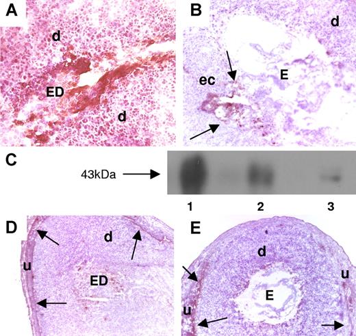 Figure 1. Expression of TF in decidual tissue of aPL-treated mice. (A,B,D,E) Pregnant Balb/c mice were treated on day 8 with aPL-IgG or IgG from a nonautoimmune individual (NH-IgG) and killed 2 hours later. Uteri were dissected and decidua sections were cut. (A,B) Decidua sections stained with an anti–mouse TF antibody. The chromogen was DAB (brown) and the counterstain was hematoxylin. In aPL-treated mice (A), there was extensive TF staining (brown color) in deciduas (d) and embryo debris (ED). In contrast, the decidual tissue from NH-IgG–treated mice showed minimal staining for TF (B) at the ectoplacental cone (ec) (arrows) and intact embryo (E). Original magnification × 40. (C) TF levels in the uterine contents of aPL- and NH-IgG–treated mice were measured by Western blotting. Lane 1 shows purified mouse TF standard (3 μg); lane 2, uterine content of an aPL-treated mouse; lane 3, uterine content of a NH-IgG–treated mouse. (D,E) Immunohistochemical analysis of fibrin in sections of uteri from aPL-treated (D) and NH-IgG–treated (e) mice. Fibrin was detected only at the decidua-uterine wall interface (arrows), and no difference in the staining intensity was observed between the 2 treatments. Original magnification × 10. d indicates decidua; u, uterine wall.