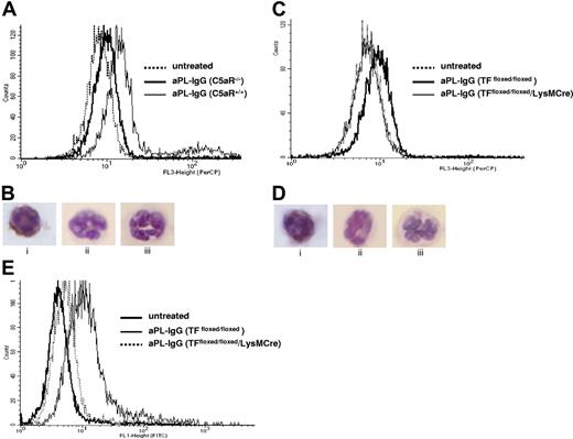 Figure 5. TF expression on neutrophils from aPL-treated mice depends on C5aR. (A) FACS analysis of TF expression on whole blood neutrophils from aPL-treated mice. The number of TF-positive neutrophils increased in aPL-treated C5aR+/+ mice in comparison with untreated mice (39% ± 16% vs 4% ± 2%, P < .005). The number of TF-positive neutrophils did not increase in aPL-treated C5aR−/− mice (9% ± 4%). (B) Immunohistochemical detection of TF on neutrophils from C5aR+/+ mice treated with aPL-IgG (i), C5aR−/− mice treated with aPL-IgG (ii), and untreated mice (iii). (C) FACS analysis of TF expression on whole blood neutrophils from aPL-treated mice. The number of TF-positive neutrophils increased in aPL-treated TFfloxed/floxed mice in comparison with untreated mice (26% ± 9% vs 7% ± 1%, P < .001). In contrast, the number of TF-positive neutrophils did not increase in TFfloxed/floxed/LysM-Cre mice treated with aPL-IgG (6% ± 2%). (D) Immunohistochemical detection of TF on neutrophils from TFfloxed/floxed mice treated with aPL-IgG (i), TFfloxed/floxed/LysM-Cre mice treated with aPL-IgG (ii), and untreated mice (iii). (E) FACS analysis of ROS production in neutrophils from aPL-treated mice. The number of ROS-positive neutrophils increased in aPL-treated TFfloxed/floxed mice in comparison with untreated mice (29% ± 9% vs 5% ± 1%, P < .01). The number of ROS-positive neutrophils did not increase TFfloxed/floxed/LysM-Cre mice treated with aPL-IgG (10% ± 3%).